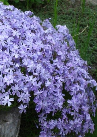 PHLOX subulata Emerald Cushion Blue